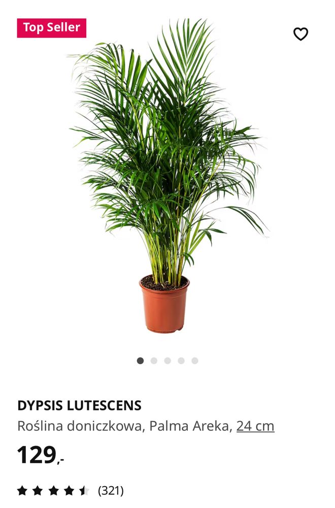 Roślina doniczkowa, Palma Areka DYPSIS LUTESCENS 24cm