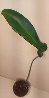 Philodendron jerry horne