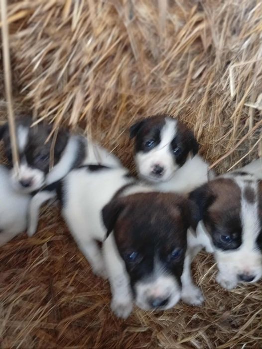 Rafeiros Alentejanos