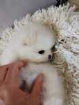 Szpic minaiturowy pomeranian