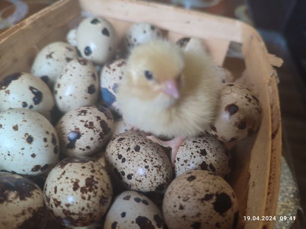 Інкубаційні яйця перепелів