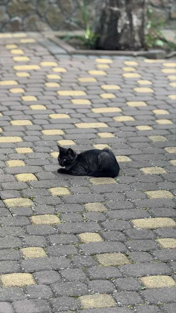 Відаи в добрі руки котика (два хлопчики ) (одна дівчинка)