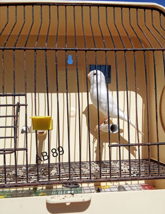 Brancos Recessivo disponíveis