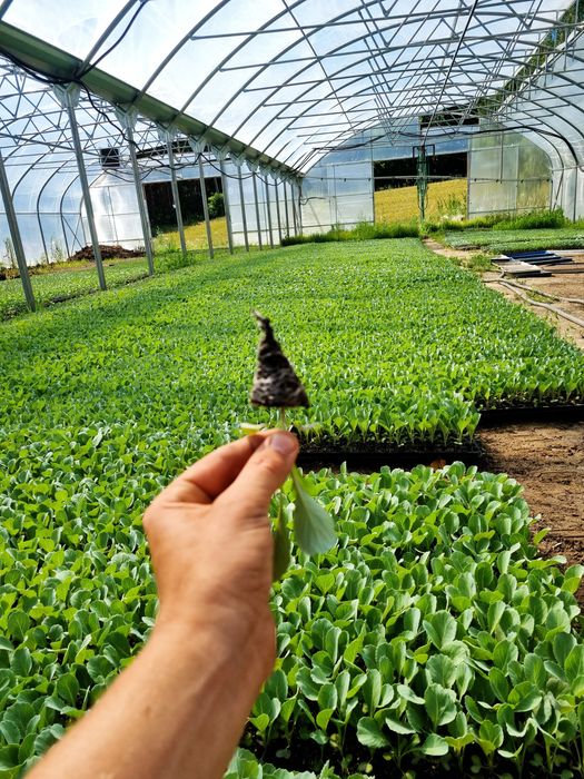 Rozsady warzyw Kapusta Por Pomidor Dyno