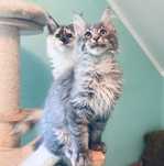 Maine Coon - Niebieski pręgusek po imporcie !
