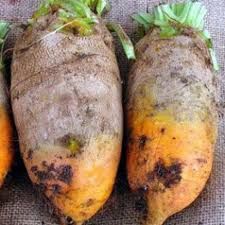 Продається кормовий буряк