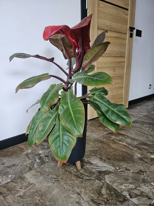 Kwiat philodendron duży