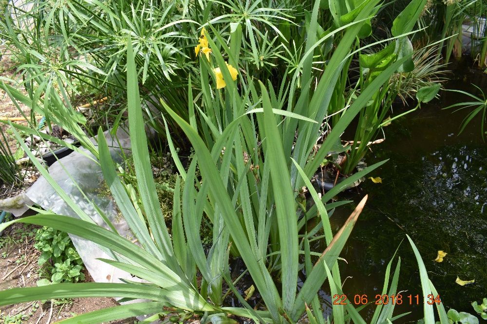 Plantas Aquáticas