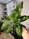 Syngonium Steyermarkii sadzonka duże liście