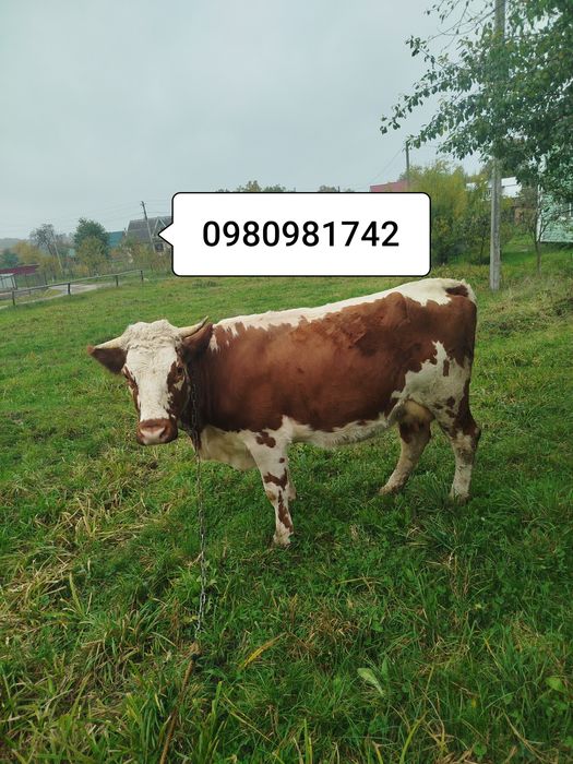Продам корову фасольку