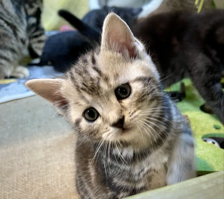 Маленьке кицинятко шукає друга