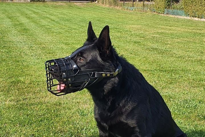Dingo Gear K9 Kaganiec Fizjo Średni Owczarek Niem