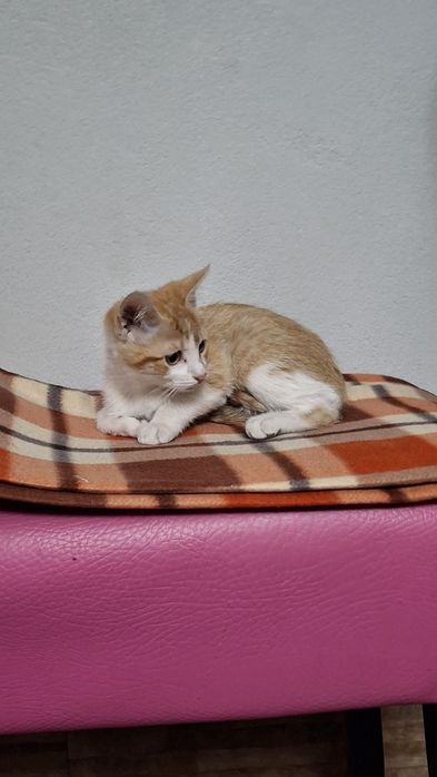 Dá-se gatinhos bebes