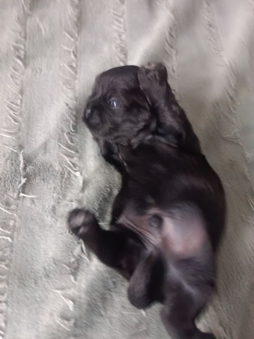 Shih tzu Czarny z Rodowodem