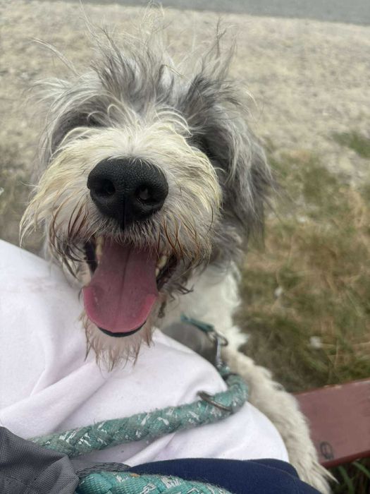 Mądry i wierny Ozi szuka swojego miejsca na świecie