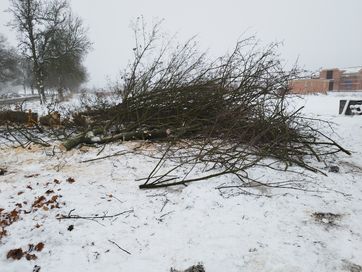 Oddam gałezie z klonu