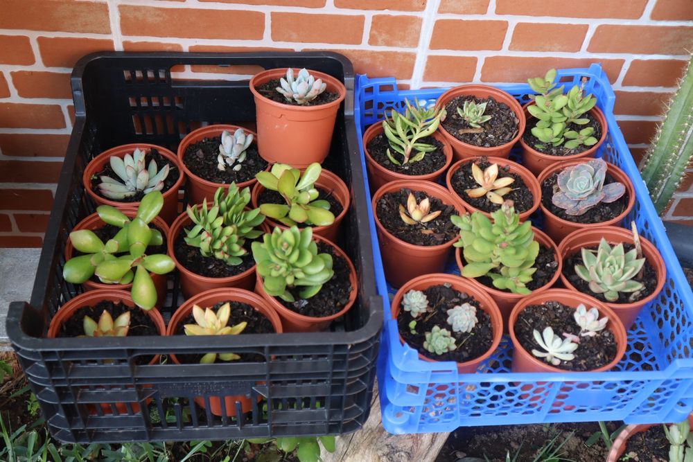 Vendo suculentas