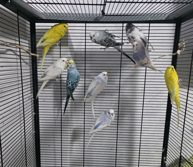 Papugi faliste 9 szt.