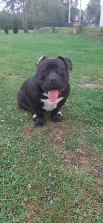 American bully pocket