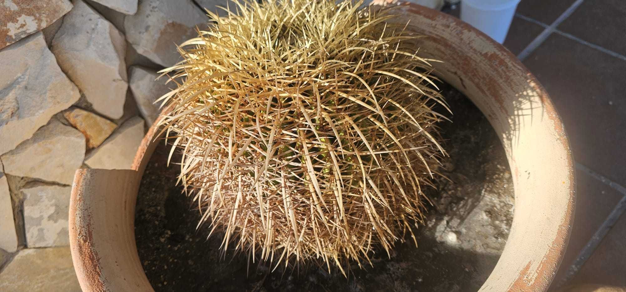 Cactus 25cm diametro - (Assento da Sogra)