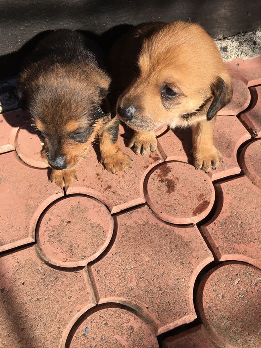Цуценята німецькоі чистокровноі гладкошерстноі такси