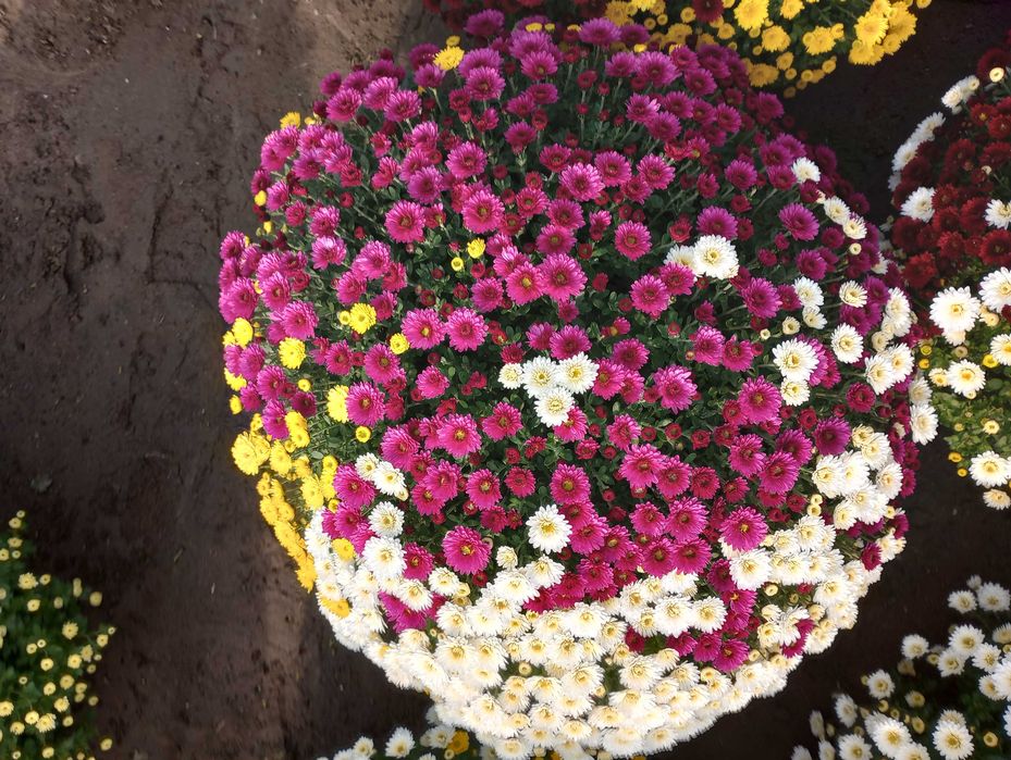 Chryzantemy drobnokwiatowe - trójkolory  miksy  na 01.11