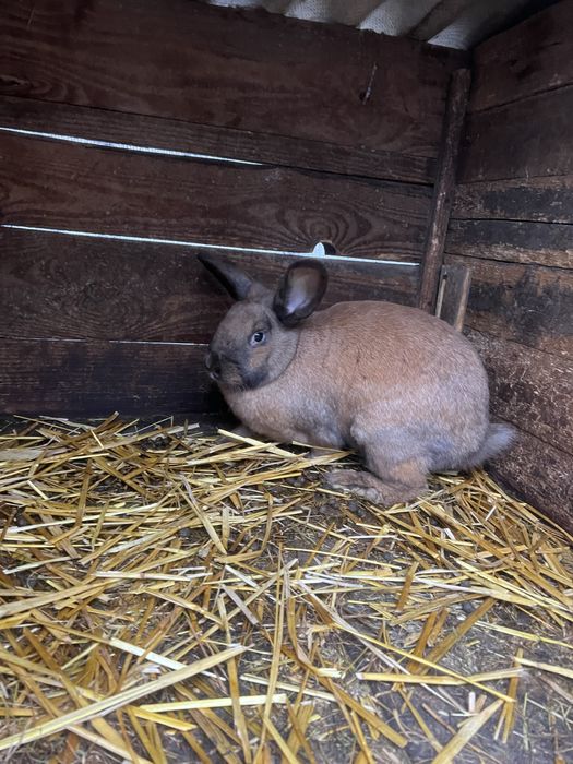 Самки різних порід