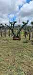Oliveiras Ornamentais