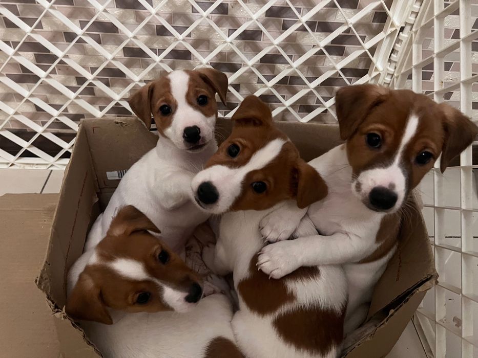 Цуценята джек рассел терьєр