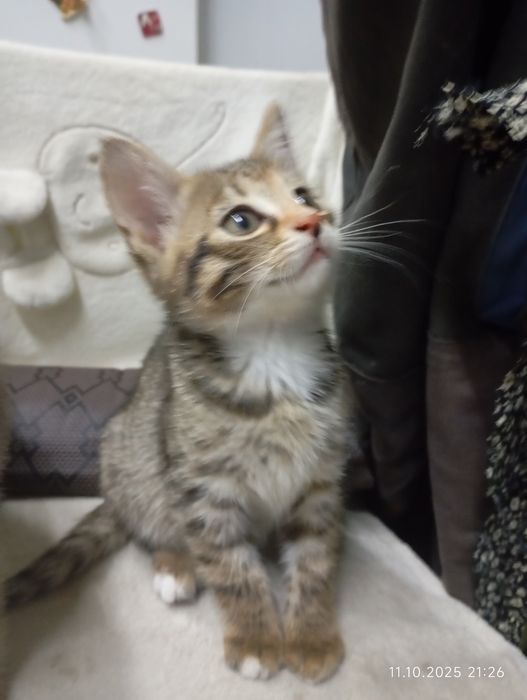 Кошенята безкоштовно