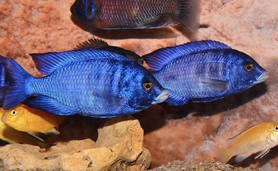 Белогубый Дельфин Placidochromis Phenochilus Видовая Крупная Рыба