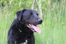 Pies do adopcji, schronisko strzelce, typ labrador