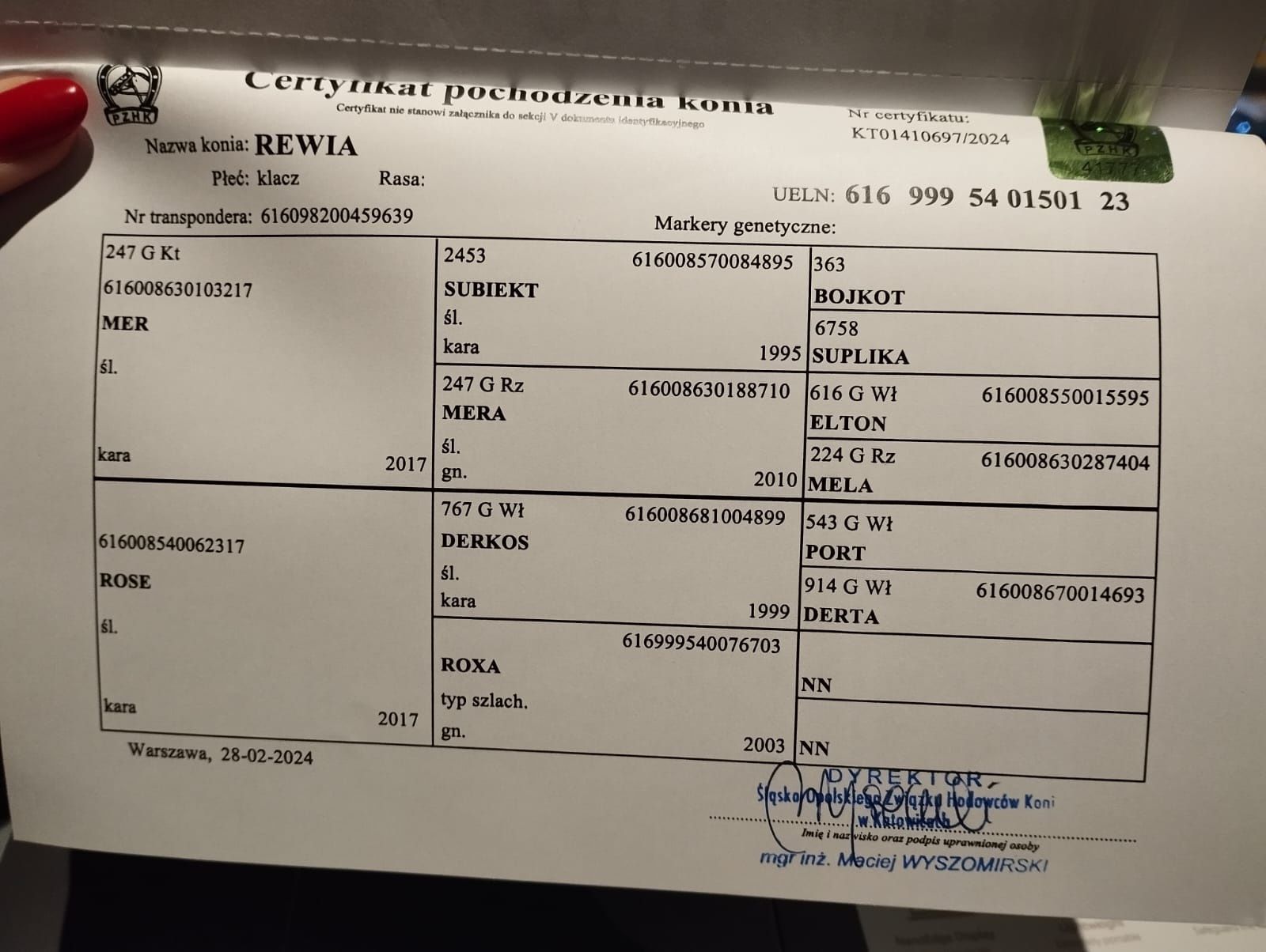 Sprzedam klacz rasy slaskiej