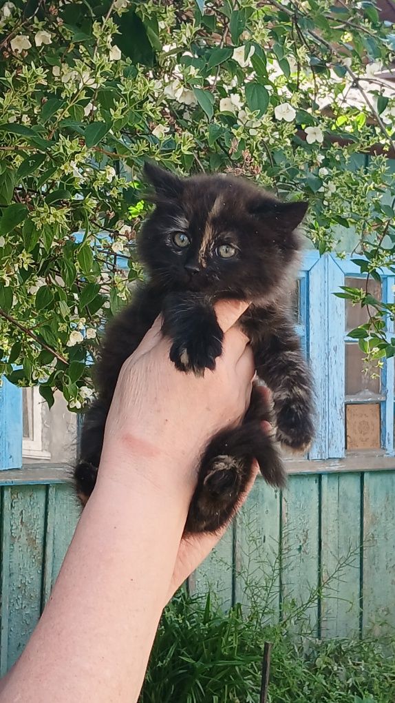 Бескоштовно віддам кошенята, в добрі руки