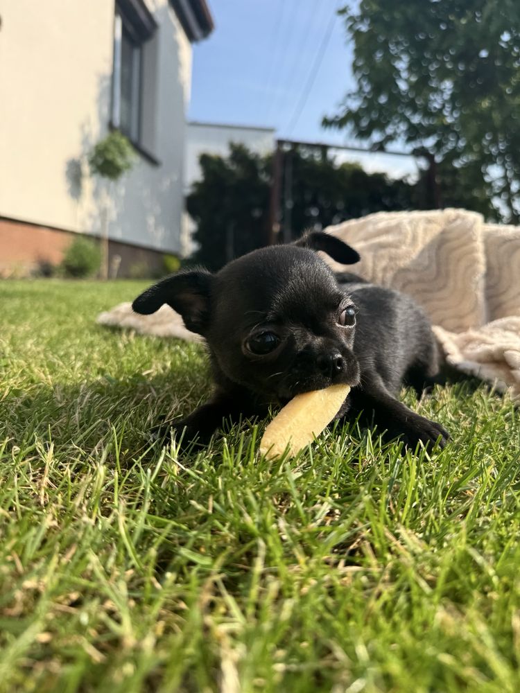 Piesek rasy Chihuahua gotowy do odbioru