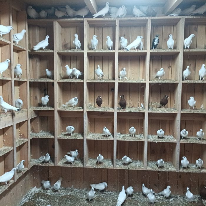 Jasne pasiaki wyszwance