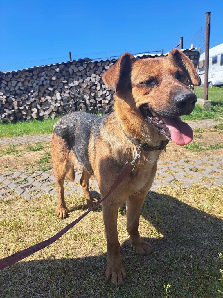 Hexa sunia do adopcji