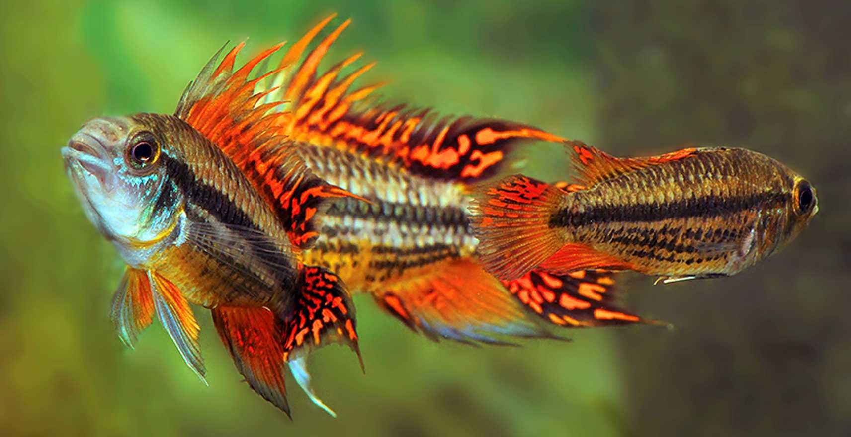 Pielęgniczka kakadu - Apistogramma cacatuoides - dowozimy, wysyłamy