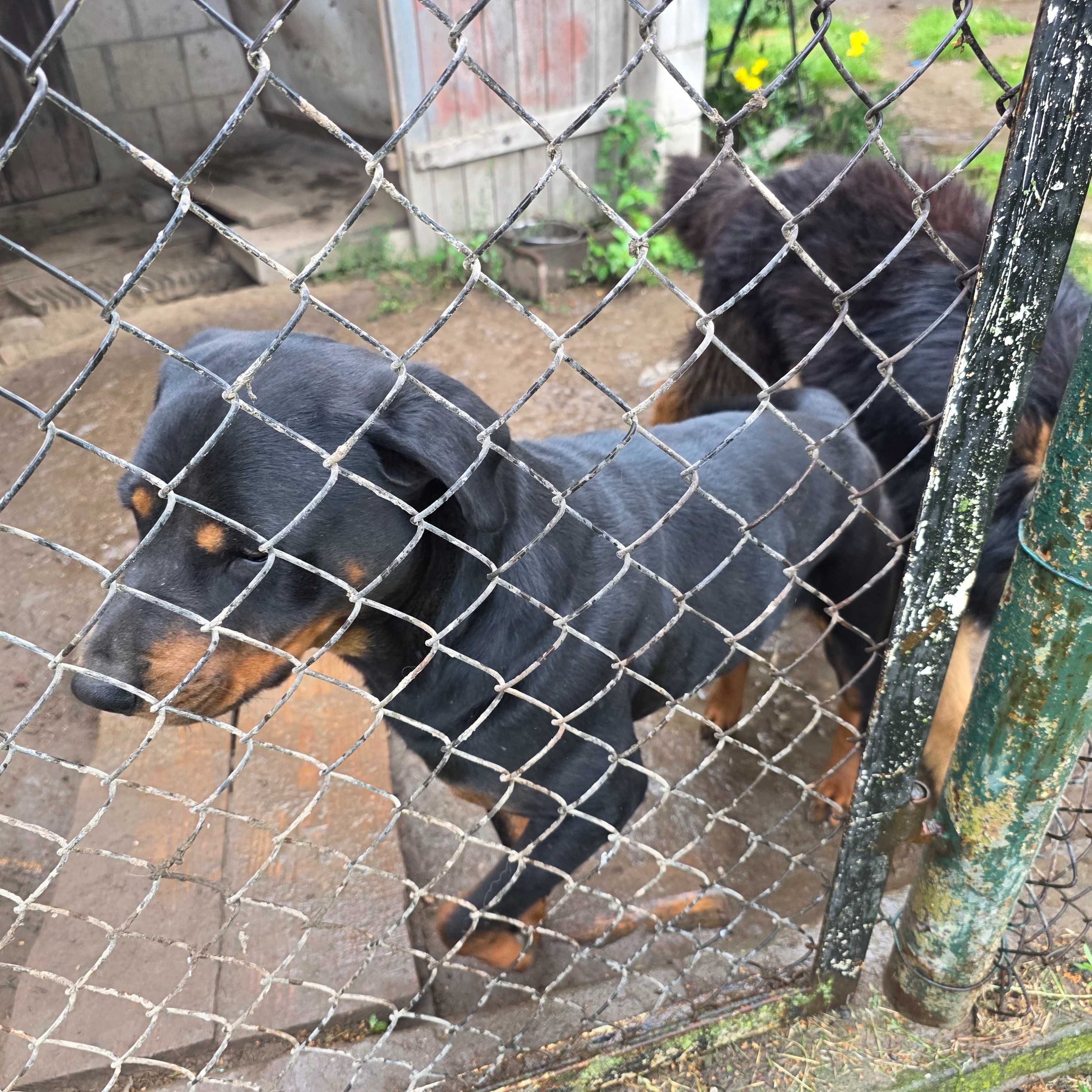 Rottweiler suka oddam w dobre ręce