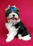 Biewer York Yorkshire Terrier Yorki
