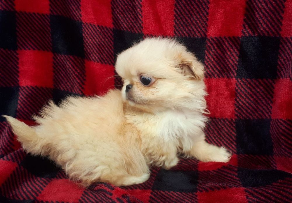 Продам цуценята пекінеса -хлопчики та дівчатка