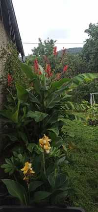 Canna kanna wysoka 2 m zielona czerwone kwiaty na kana