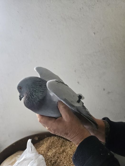 Gołębie gołąb sprzedam