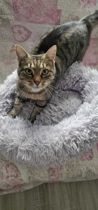 Fajna koteczka Myszka