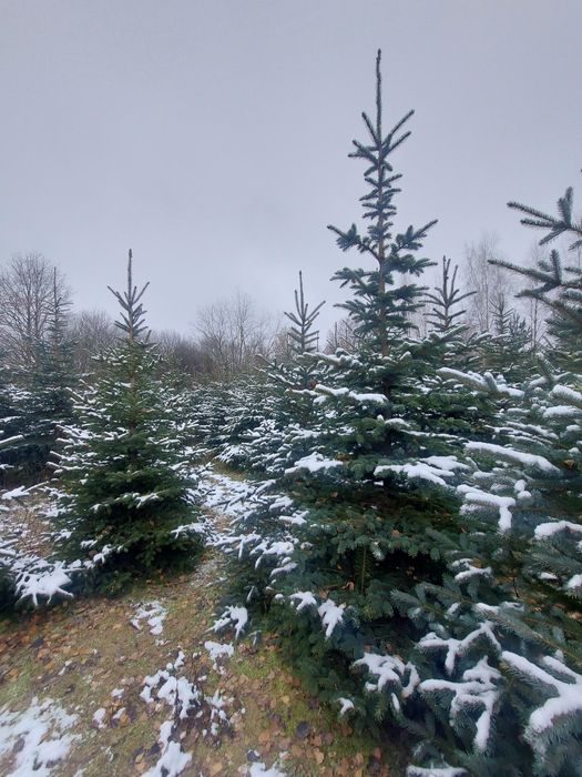 Choinki świerki zielone i srebrzyste