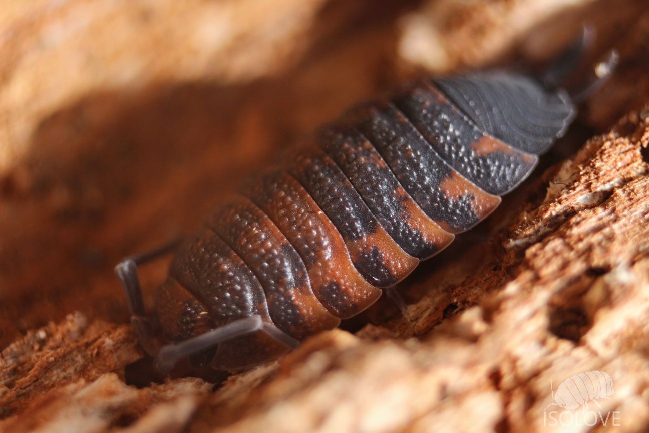 Porcellio scaber "lava", prosionek szorstki, równonogi, isopoda