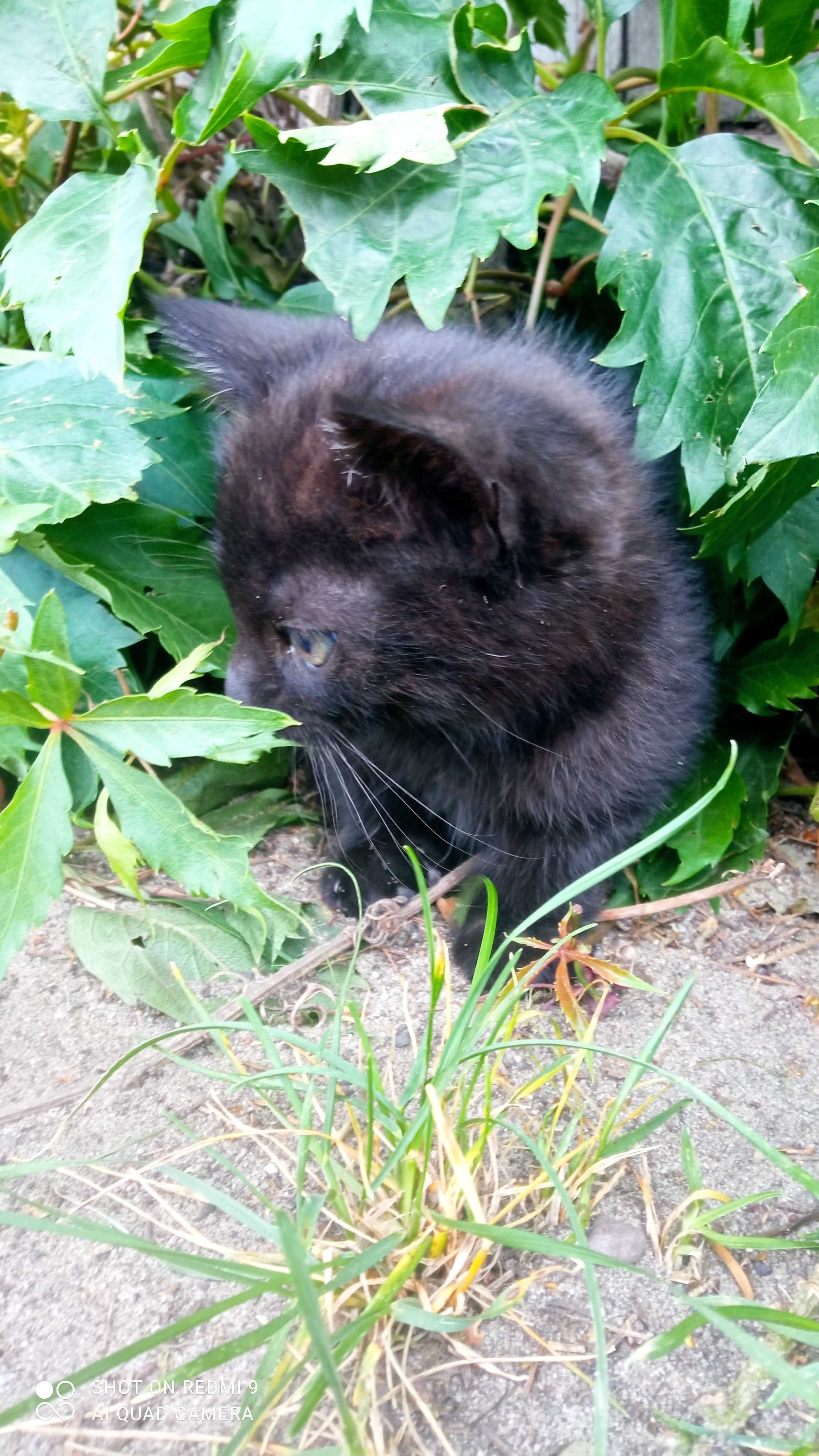 Koty. Kotki oddam w dobre ręce.