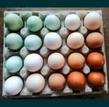 PROMOCJA Jaja 3zł  Lakenfelder Marans Australorp lęgowe Amrock