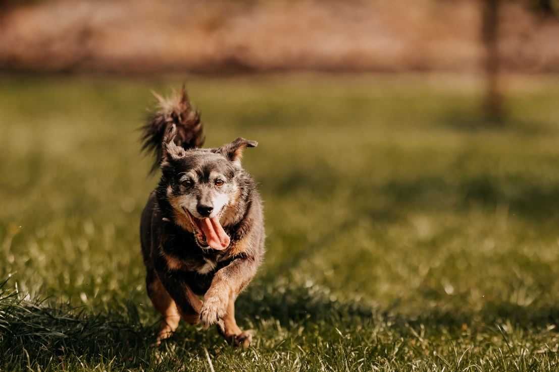 Iwo bardzo potrzebuje miłości i człowieka... Adoptujesz?