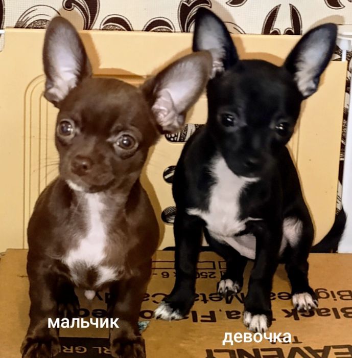 Готовы к продаже щенки породы чихуахуа